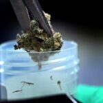 Mold in marijuana? Connecticut's rules are less strict than other states