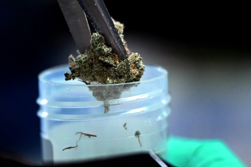 Mold in marijuana? Connecticut's rules are less strict than other states