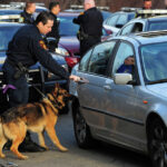 CT police shift how they use K9s now that cannabis is legal