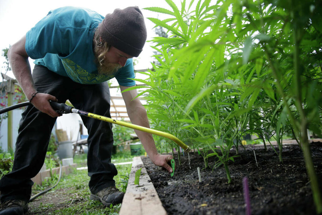 California is losing legal pot farm licenses by the hundreds