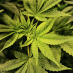 Glastonbury officials vote to ban cannabis establishments