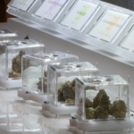 Revenue from retail cannabis sales in Rhode Island off to slow start