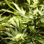 Florida recreational marijuana proposal tops 635,000 signatures