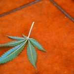 296 marijuana plants seized from farm