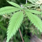 Cannabis Control Commission reviewing policies on social consumption of marijuana