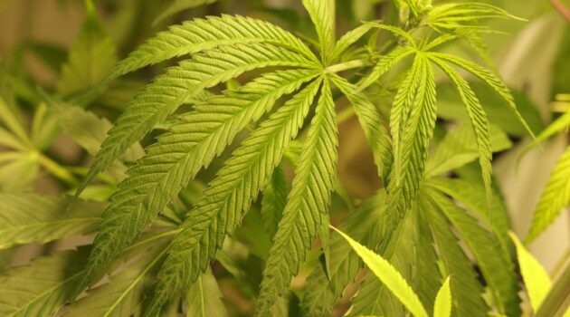 Challenges of opening shop: Licensed marijuana dispensary 'Dank' coming soon in Downtown Buffalo