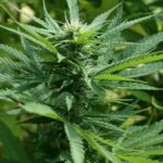 Connecticut Medical Cannabis Sales: Start Of Decline?