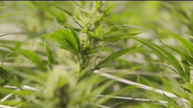 Recreational marijuana legalization getting closer to Florida ballot