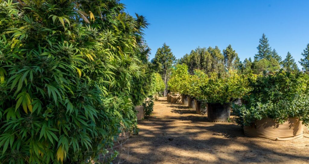 Cannabis Cartel: Weeding out Local Farmers