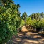 Cannabis Cartel: Weeding out Local Farmers