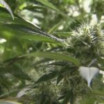 Cannabis farmers struggling to sell product, OCM creates possible solution