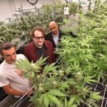 Growing the workforce: Suburban colleges add cannabis studies programs to their offerings