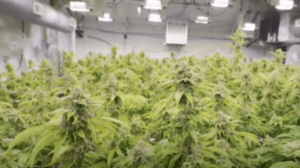 Florida voters to decide on recreational marijuana legalization on 2024 ballot