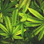 Police Seize Marijuana from Two Olean Businesses