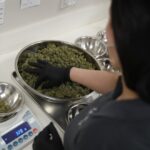 Massachusetts legal marijuana industry faces a reckoning