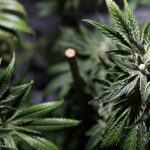 Interstate Cannabis Markets Can Thrive by Using Commerce Clause