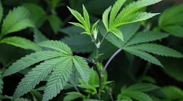 Cookies Baltimore allegedly used "large gun apparatus" to blow medical cannabis smoke at customers