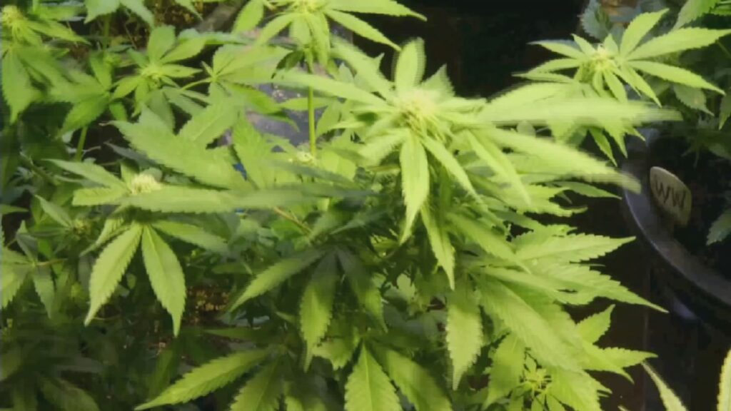 NBC 10 I-Team: Illicit market still in business years after Massachusetts legalizes marijuana