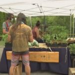 Along with lettuce and tomatoes, you could soon buy pot at your local farmer’s market