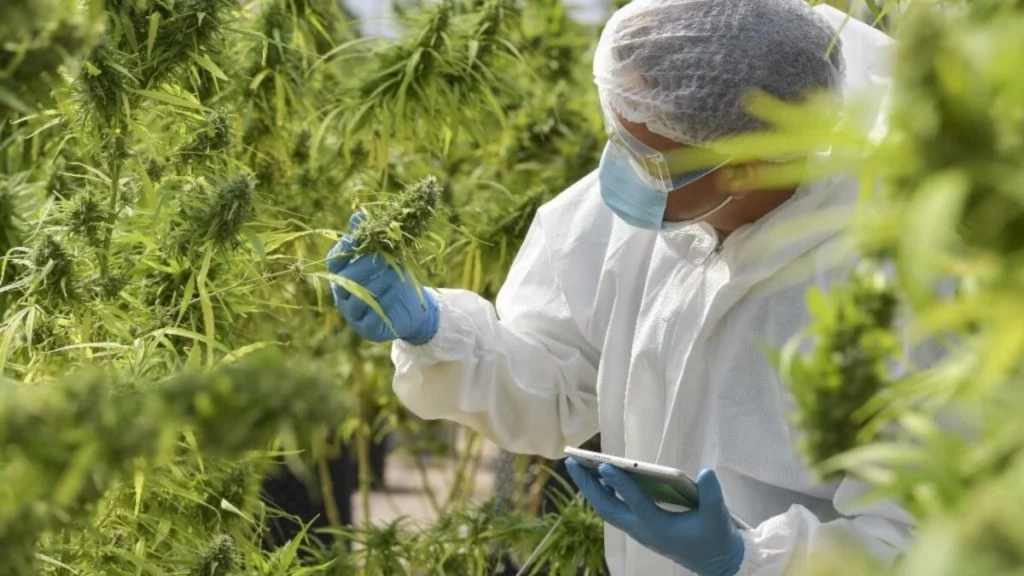 Cannabis irradiation poses quandary for growers, scares consumers