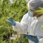 Cannabis irradiation poses quandary for growers, scares consumers