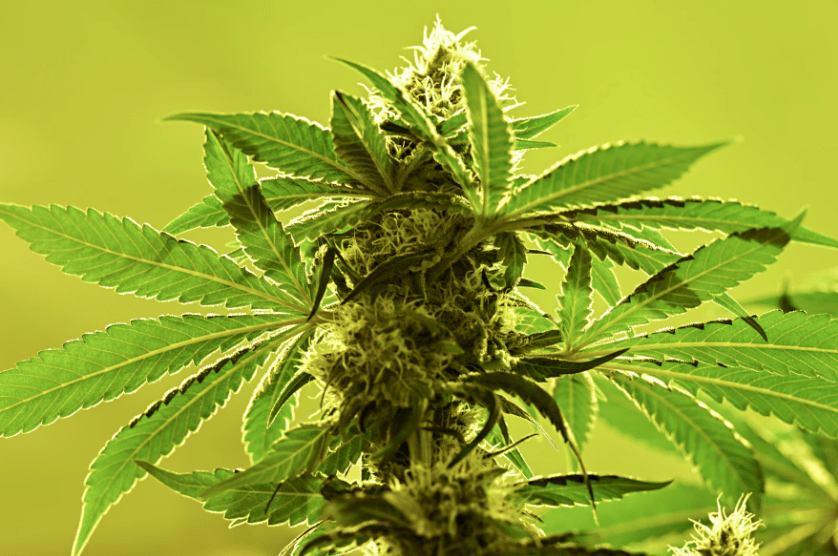 CT residents can legally grow marijuana at home starting this weekend. Here’s what to know