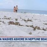 Neptune Beach Police report large amount of marijuana washed ashore
