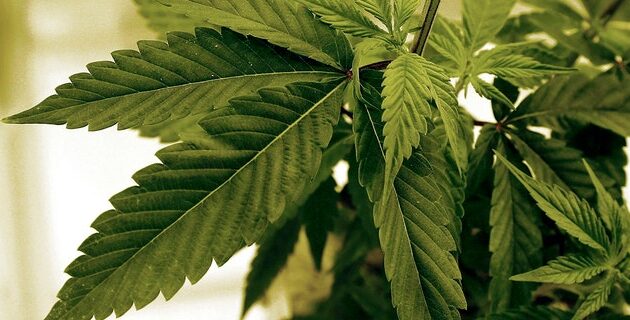 Bipartisan bill would allow people who consumed marijuana to gain federal employment