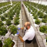 Reducing the carbon footprint of the cannabis industry