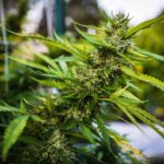 Dept. of Health and Human Services Calls On DEA to Reclassify Cannabis as Schedule III
