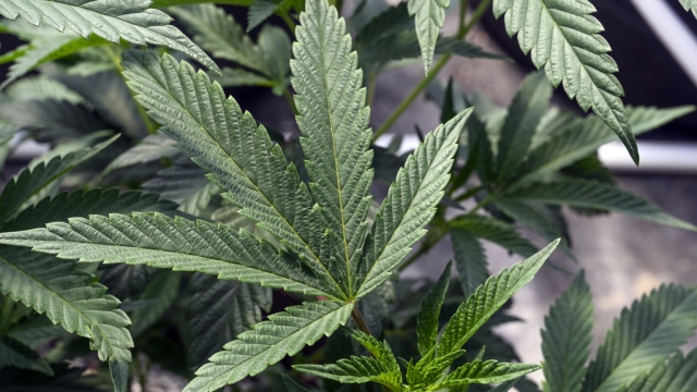 Marijuana laws could change as DEA considers reclassification
