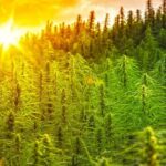 Judge orders Rhode Island grower to halt marijuana sales amid allegations