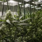 Wholesale cannabis prices rise in key states, but downward pressure expected