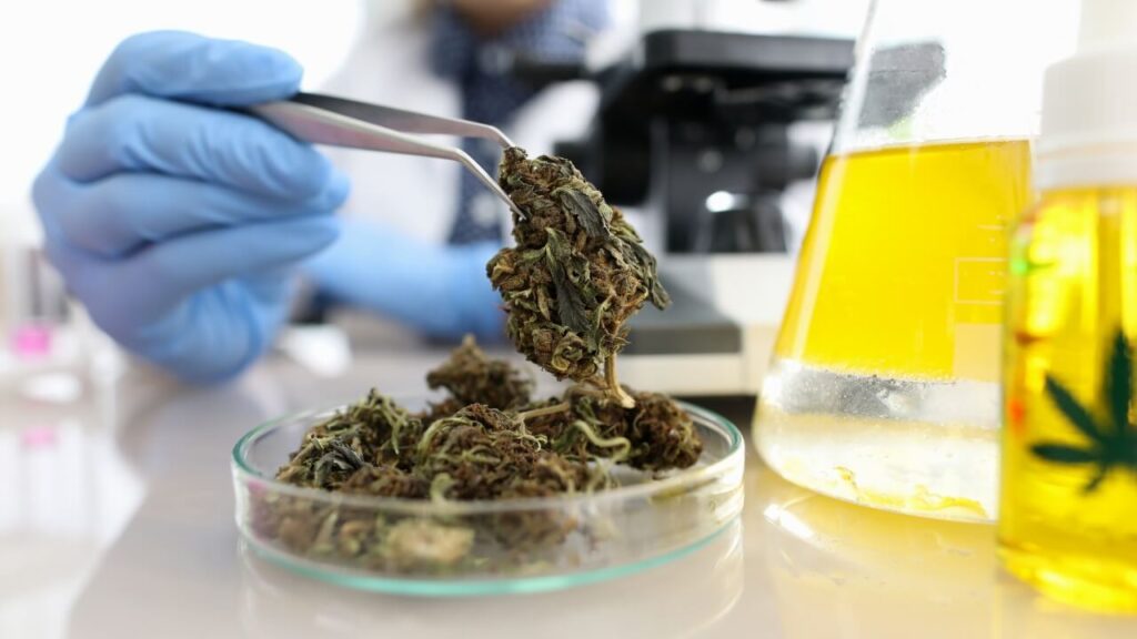 Connecticut marijuana testing lab closes, leaving state with one