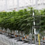 Tilray, Inc. a 'failing cannabis player,' claims short-seller Kerrisdale Capital