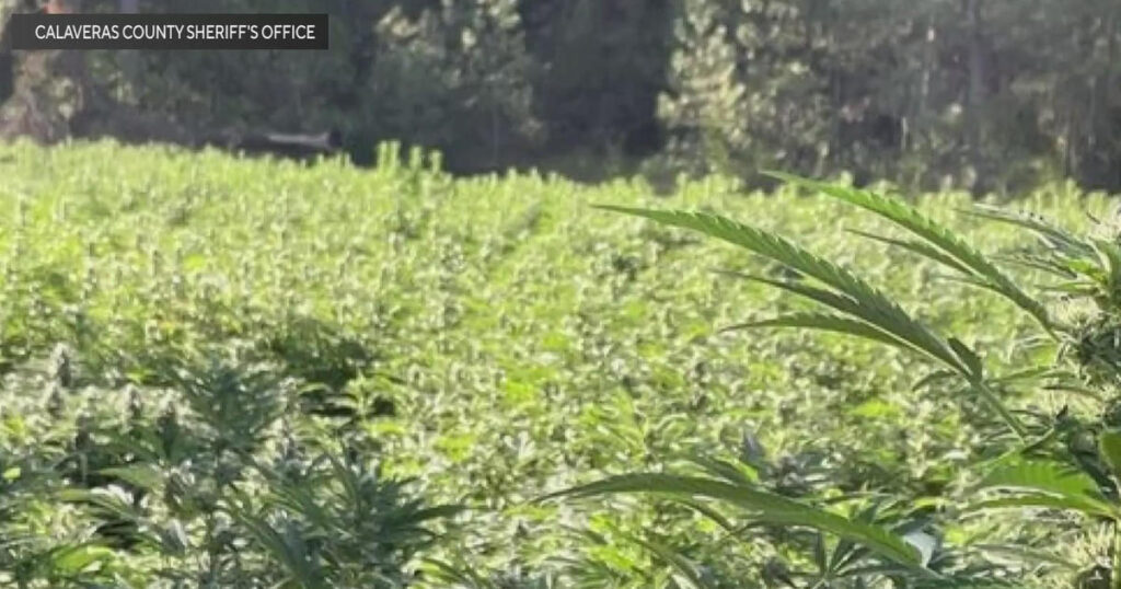 Calaveras County pot bust yields police 7,000 marijuana plants