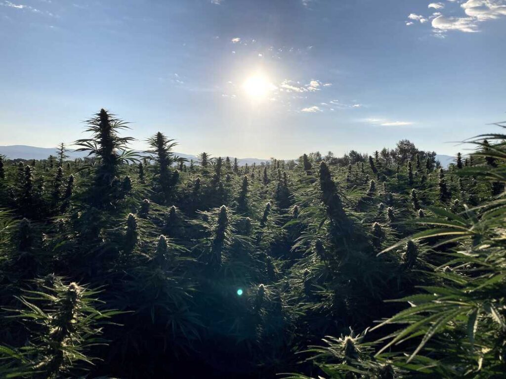 Apple picking season? In Colorado, you can pick your own hemp