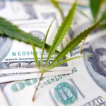 Over Eight Hundred Banks File to Allow Cannabis Businesses, FinCEN Reports