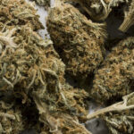 Gov. Newsom vetoes Amsterdam-style cannabis cafes in California