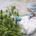 Why we know so little about cannabis – and why scientists are worried