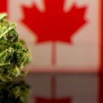 Canadian cannabis sector dips five years since legalization