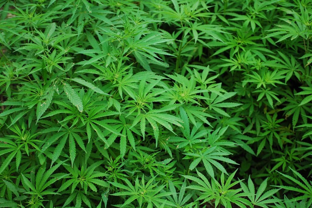Massachusetts cannabis companies challenge federal ban