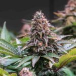 New York Cannabis Office Releases Fact Sheet To Battle Misinformation About Weed, Fentanyl