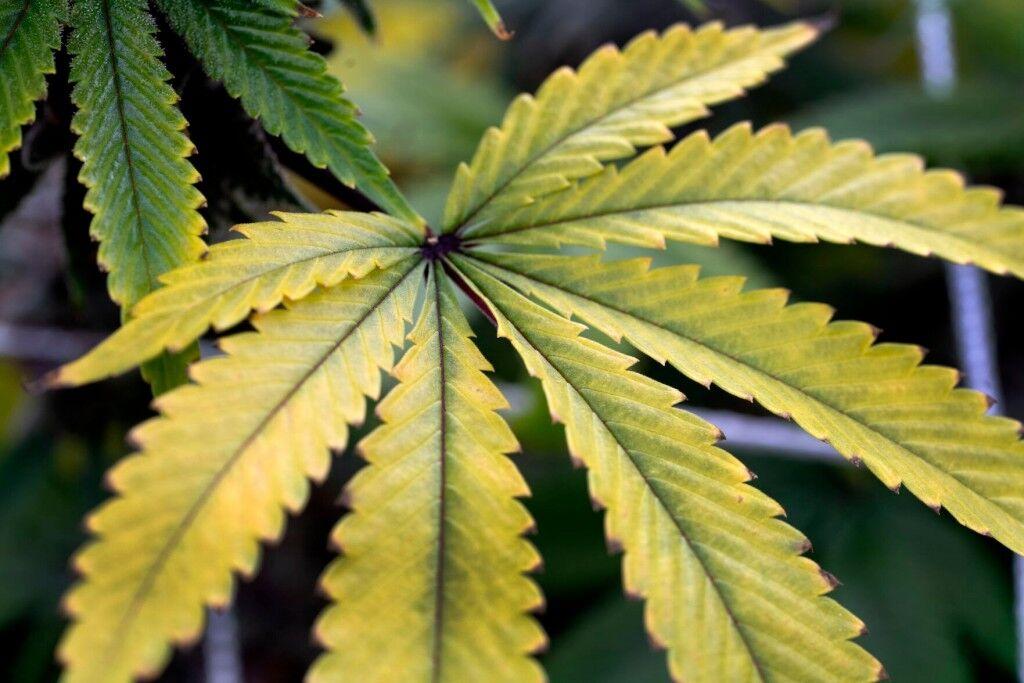 Heart concerns rise as Marijuana becomes legal in more states