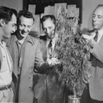 Local history: Akron experienced reefer madness in 20th century