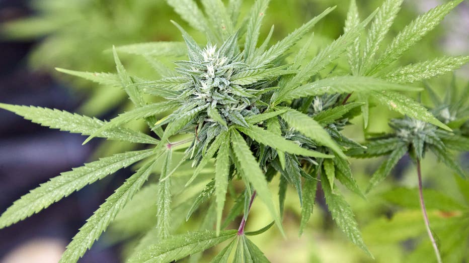 AZDHS officials announce voluntary marijuana recall due to fungus worries