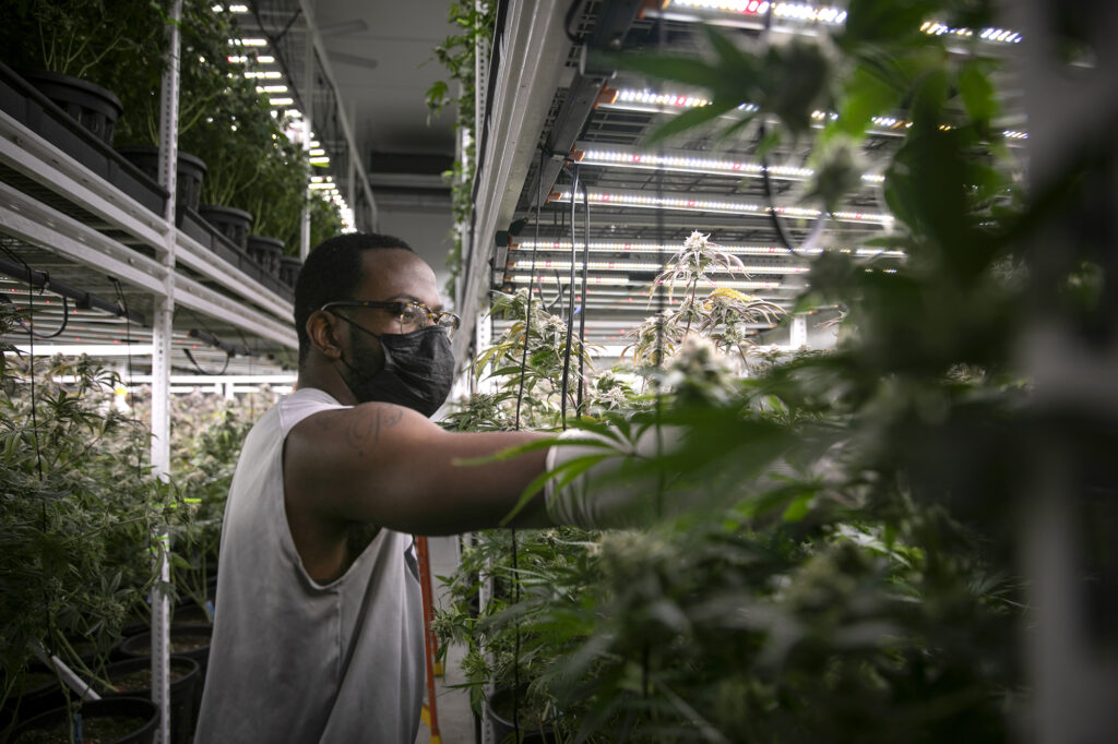 California wants to rollback environmental rules for cannabis. That won’t help ailing growers