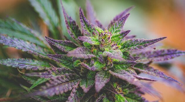 Hana Dispensaries’ Customers Can Round Up to Support Veterans All November