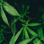 Cannabis Chemicals May Have Evolved to Deter Insect Pests