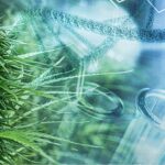 Center For Medical Cannabis Research Launched In Utah